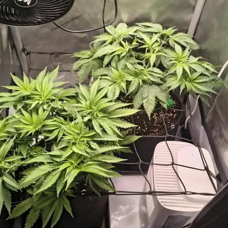 #3 - Gorilla Zkittlez & Blue Zushi