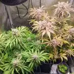 #1 - Runtz & Girl Scout Cookies
