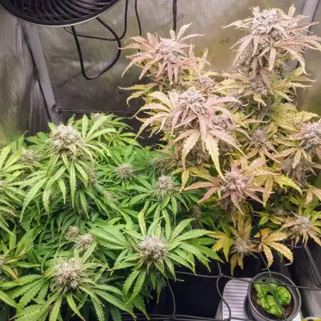 #1 - Runtz & Girl Scout Cookies