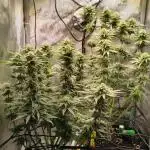 #3 - Gorilla Zkittlez & Blue Zushi