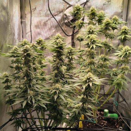 #3 - Gorilla Zkittlez & Blue Zushi