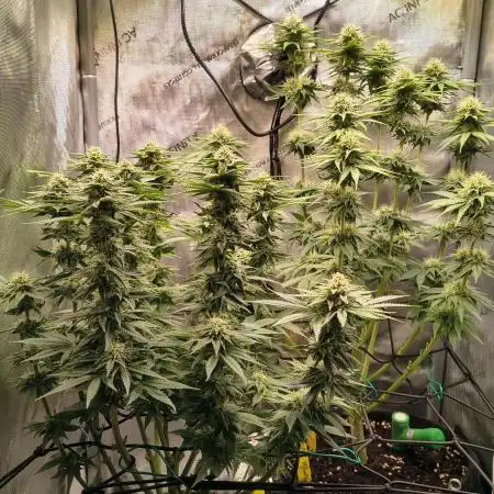 #3 - Gorilla Zkittlez & Blue Zushi