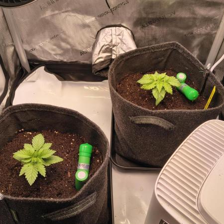 #3 - Gorilla Zkittlez & Blue Zushi