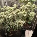 #3 - Gorilla Zkittlez & Blue Zushi