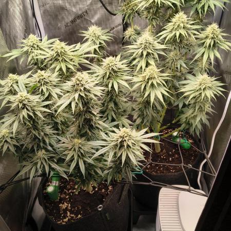 #3 - Gorilla Zkittlez & Blue Zushi