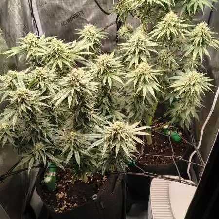 #3 - Gorilla Zkittlez & Blue Zushi