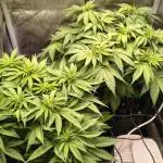 #3 - Gorilla Zkittlez & Blue Zushi