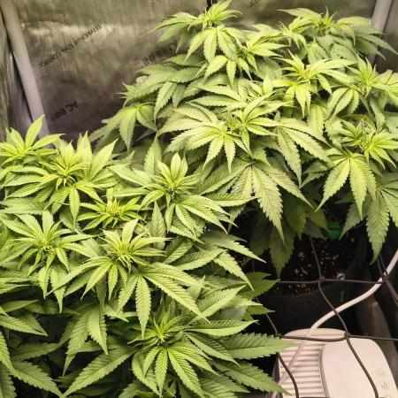 #3 - Gorilla Zkittlez & Blue Zushi