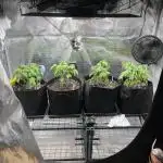 Leveling Up: My 2nd Grow