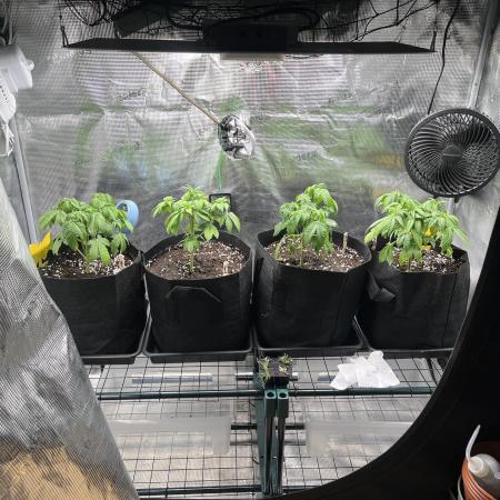 Leveling Up: My 2nd Grow