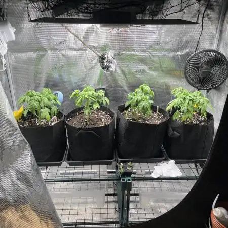 Leveling Up: My 2nd Grow