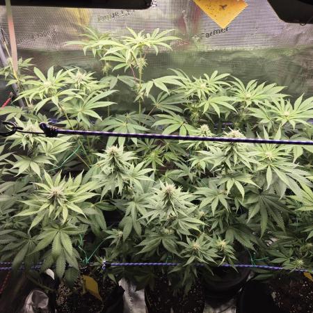 Kushexperience