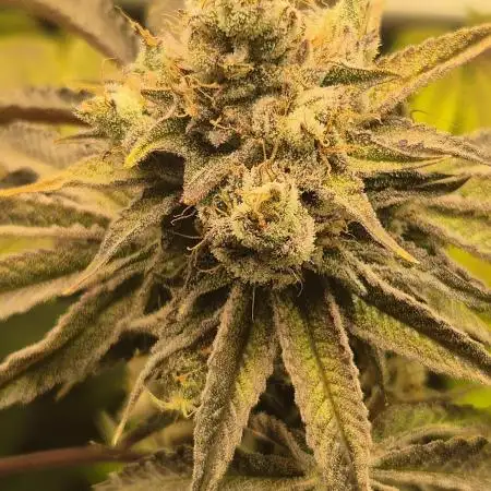 Kushexperience