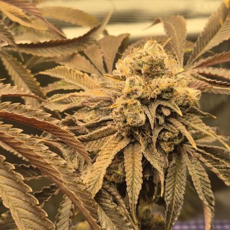 Kushexperience