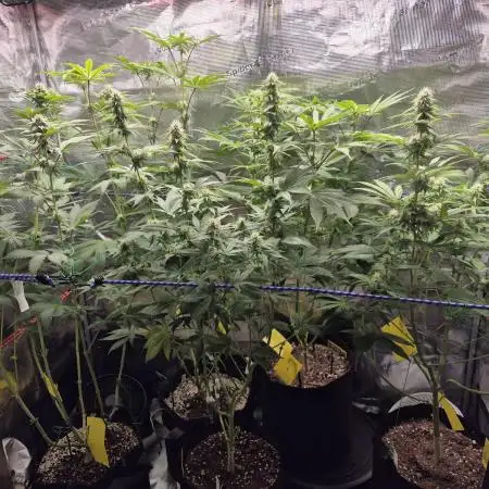 Kushexperience