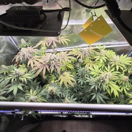 Kushexperience