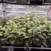 ICYSTATUS (ICYGARY#1 x ASTRONAUTSTATUS)