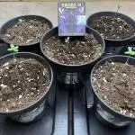 Goofiez^2 Pheno Hunt