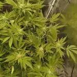 White Chymera