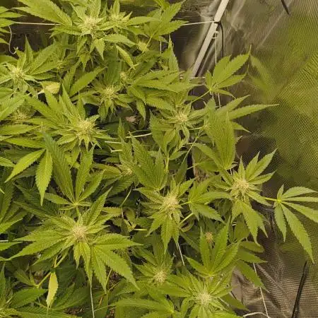 White Chymera