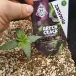 Green Crack Autio
