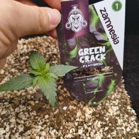 Green Crack Autio