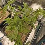 White Chymera