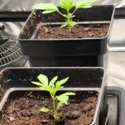 Space Cookies, Puch pie