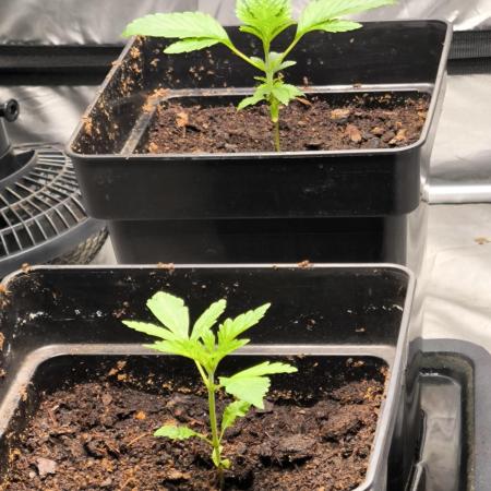 Space Cookies, Puch pie