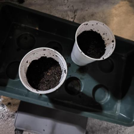 Space Cookies, Puch pie