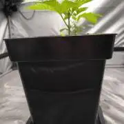 Space Cookies, Puch pie