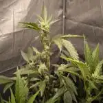 Outdoor/Indoor Alien og