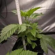 Space Cookies, Puch pie