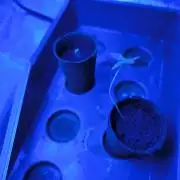 Space Cookies, Puch pie