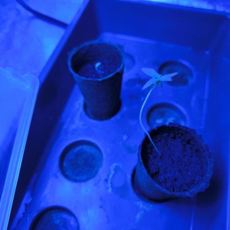 Space Cookies, Puch pie