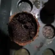 Space Cookies, Puch pie