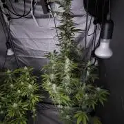 Space Cookies, Puch pie