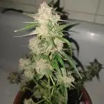 Slurricane week 9 flower