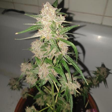 Slurricane week 9 flower