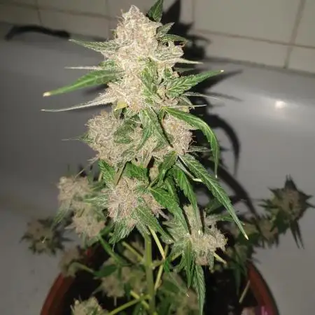 Slurricane week 9 flower