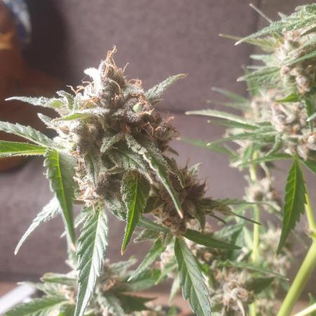GSC AUTO , SLURRICANE AUTO INDOOR