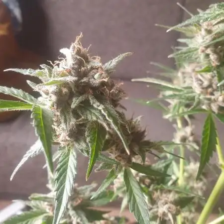 GSC AUTO , SLURRICANE AUTO INDOOR
