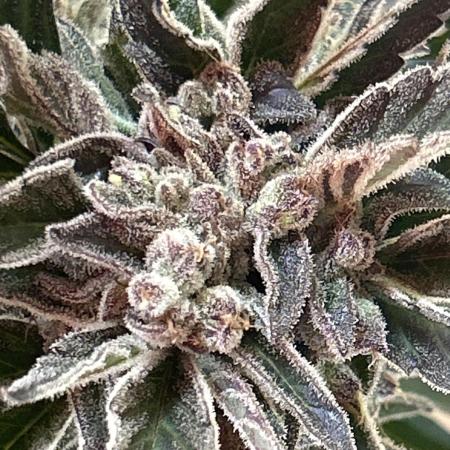 Strawberry Milkshake Quookiwe RMX #2 by Night Owl Seeds // Outdoor