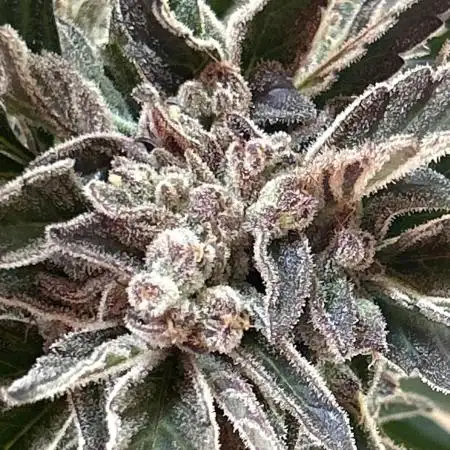 Strawberry Milkshake Quookiwe RMX #2 by Night Owl Seeds // Outdoor