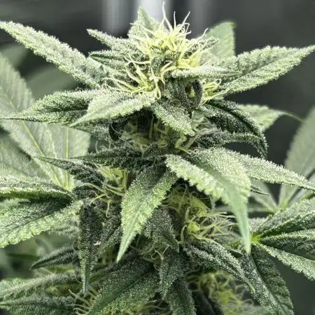 RS 11 X Banana OG