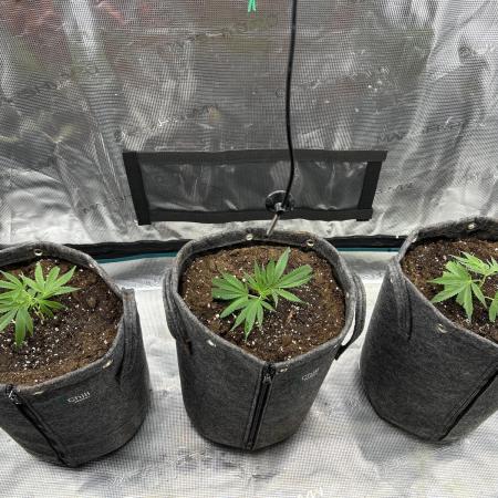 Animal Tsunami Breeder Cut / Jungle Boys