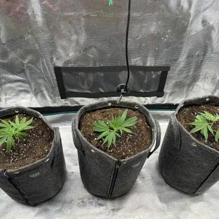 Animal Tsunami Breeder Cut / Jungle Boys