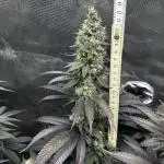 Animal Tsunami Breeder Cut / Jungle Boys