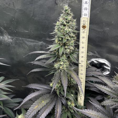 Animal Tsunami Breeder Cut / Jungle Boys