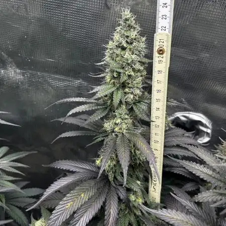 Animal Tsunami Breeder Cut / Jungle Boys